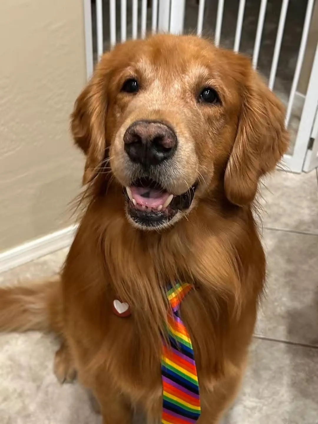 A Golden Retriever in a rainbow tie sitting and smiling at the camera