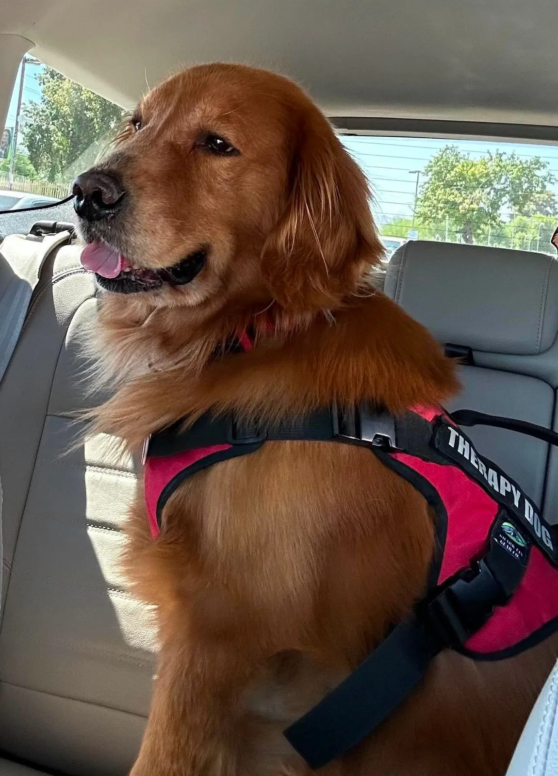 Wrigley, a Golden Retriever in his red therapy dog harness, sitting up on a car seat